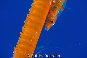 Whip coral goby.  Nikon D800; 105 mm; SubSea 10+ diopter. by Patrick Reardon 